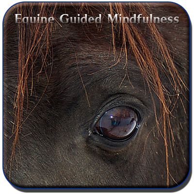 Equine Guided Mindfulness
